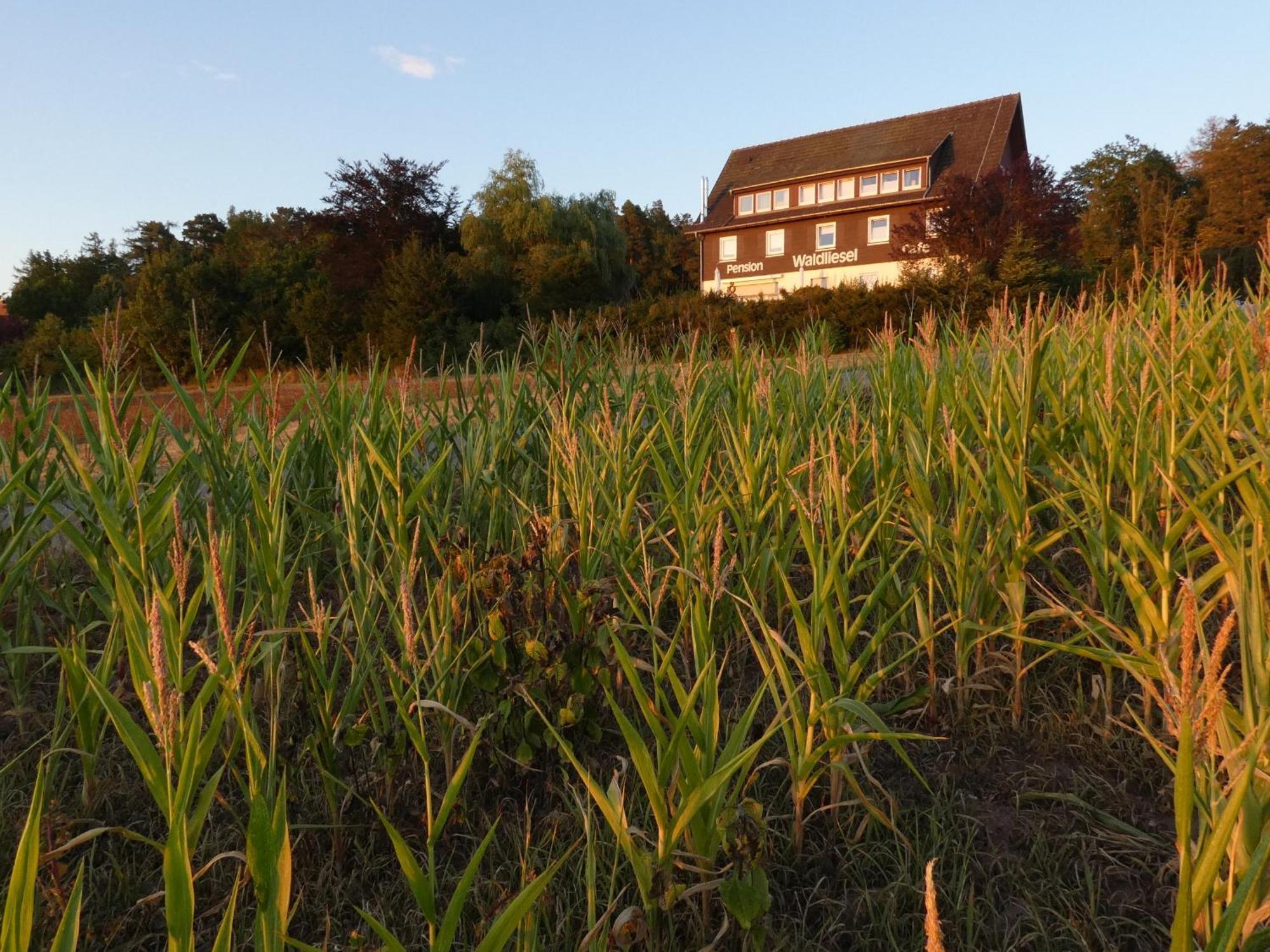 Pension Waldliesel Dornstetten Esterno foto